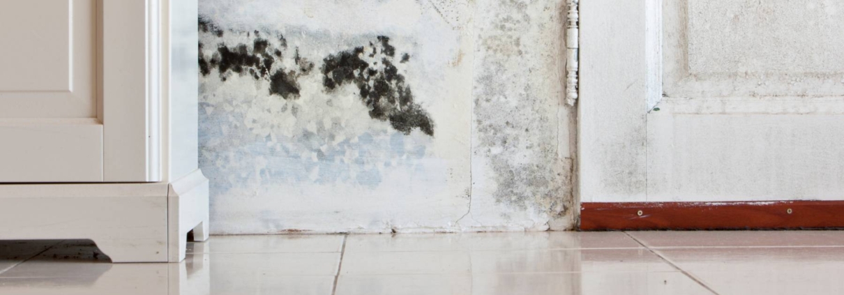 mold inspections