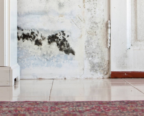 mold inspections