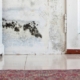 mold inspections